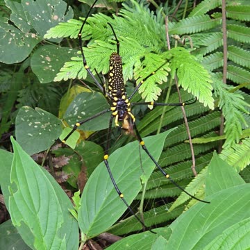 Giant Golden Orb Weaver Spider 🕷️ | Wildlife at the Farm | Expat in the Philippines 😱