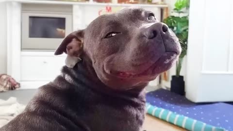 Dogs Can’t Stop Being Silly 😂 NEW Funny ANIMALS Video 2025
