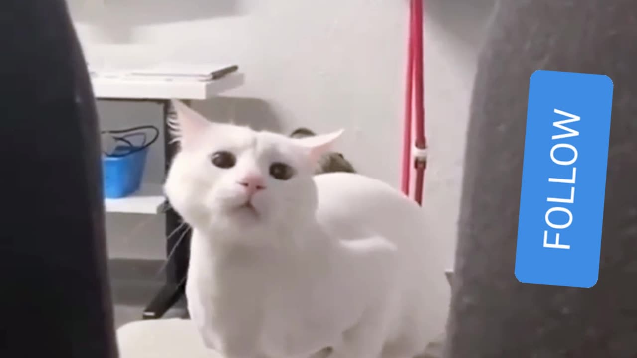15 Seconds of Cat Chaos 🐱😂 | Try Not to Laugh!