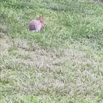 Rabbit kissena park.
