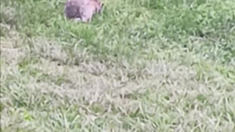 Rabbit kissena park.
