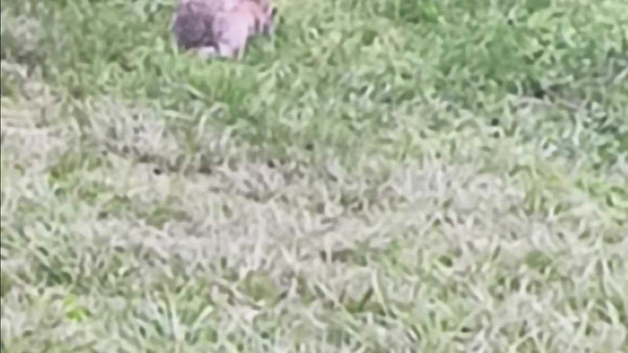 Rabbit kissena park.