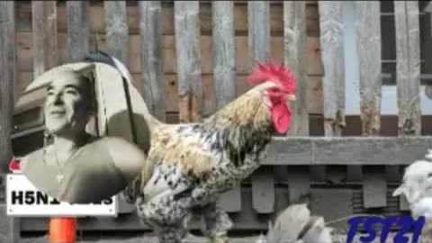 U.S ENTERS WAR AGAINST IRAN, "HEALTH EXPERTS ": BE AFRAID & WORRIED OF (FAKE) BIRD FLU
