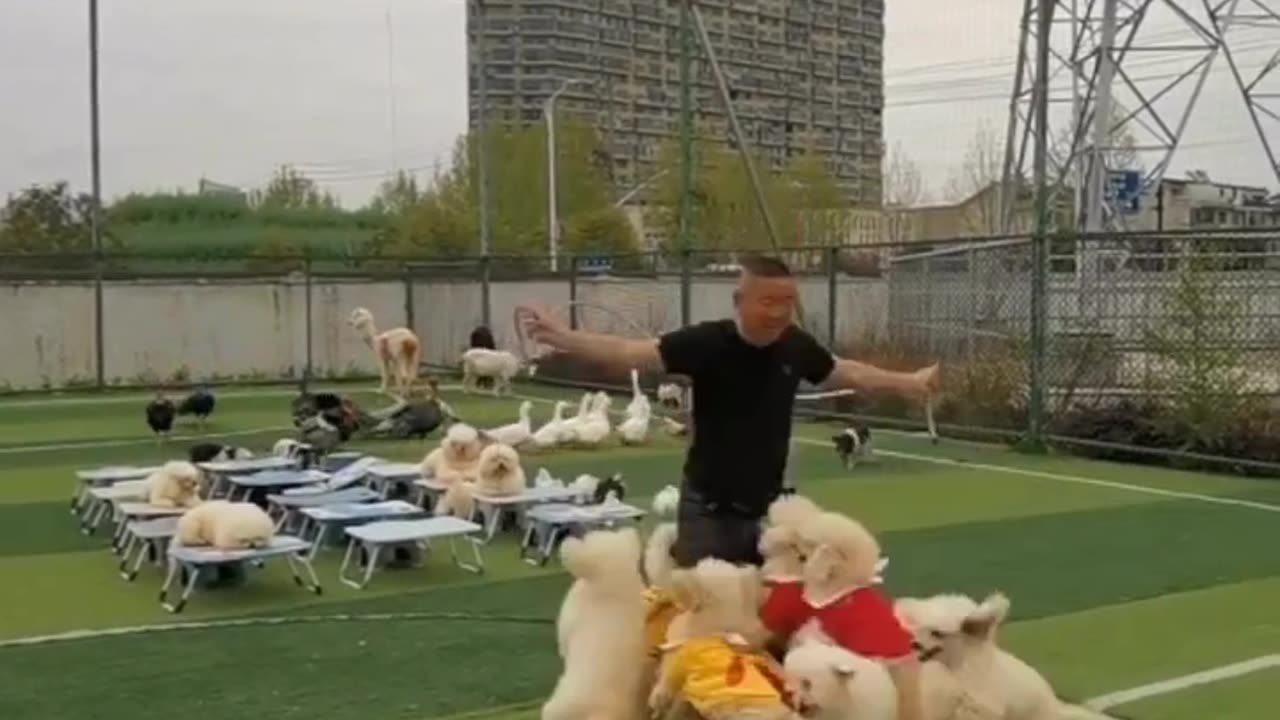 Cute funny puppy’s 😂🥰