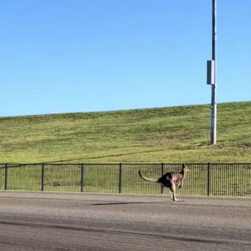 Kangaroo diaries only in Australia 😂😂❤️