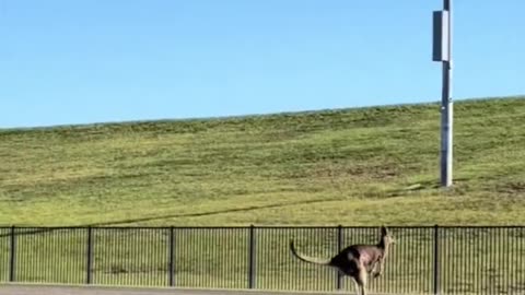 Kangaroo diaries only in Australia 😂😂❤️
