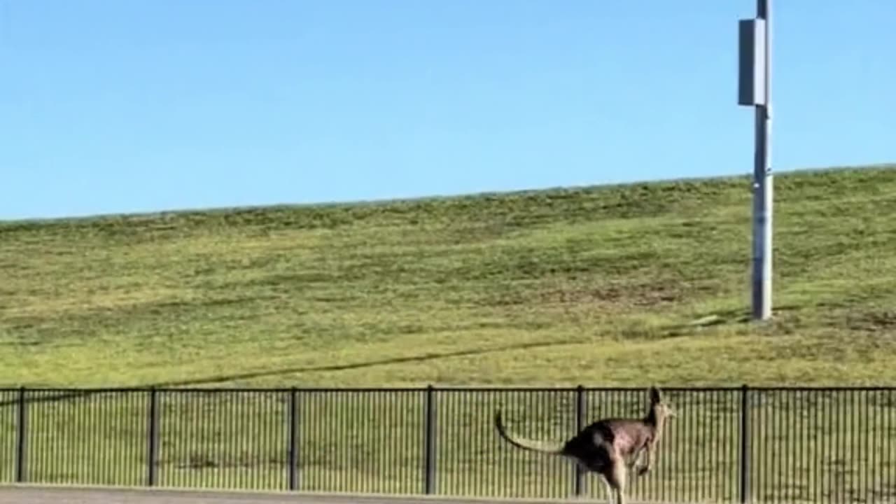 Kangaroo diaries only in Australia 😂😂❤️