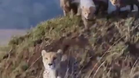 animals