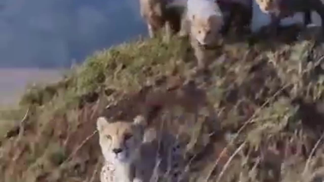 animals