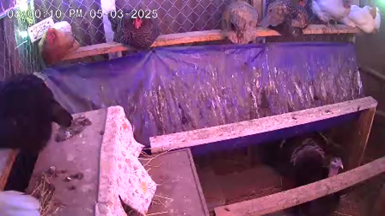 Saturday Night Perch Up Cam3