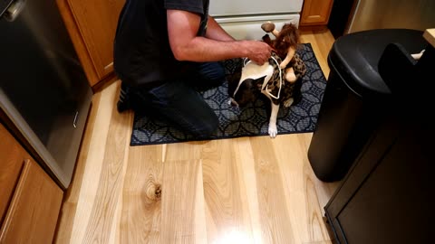 Delifur Cowboy Caveman Riding Funny Dog Costume Review