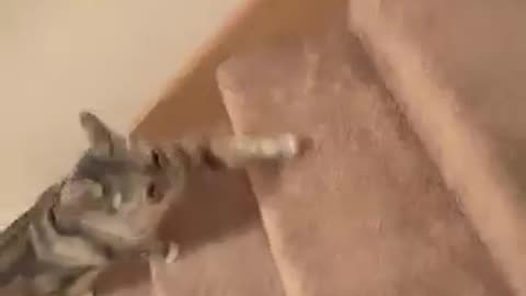 Funny ANIMALS video 🙀 try not to laugh 😆super cute CAT