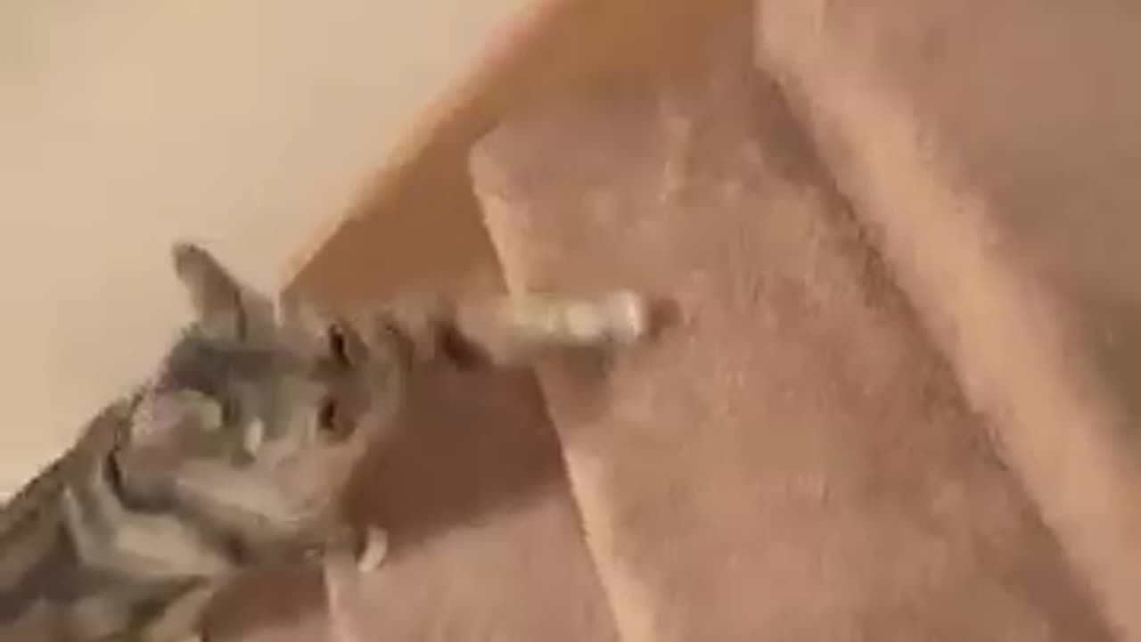 Funny ANIMALS video 🙀 try not to laugh 😆super cute CAT