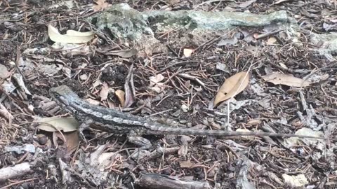 I'm afraid of this small animal-Lizard