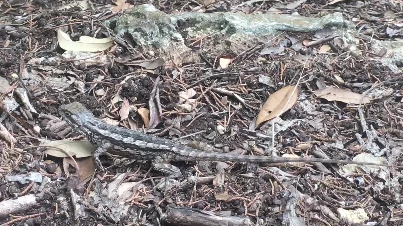 I'm afraid of this small animal-Lizard