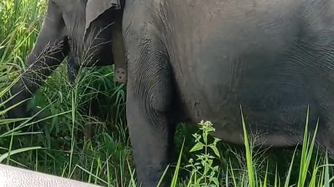 Elephant moment