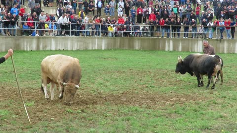 Lozonja od Porče vs Bijeli od Brajana Kutanja 2025