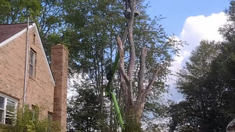 Dismantling a Dead Maple Tree