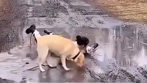 dog looking for treasure