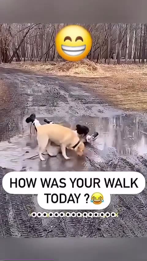 dog looking for treasure