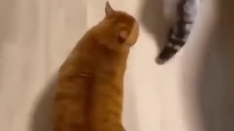 Cutest Cat Ever Jumping on the Bed 🐾✨