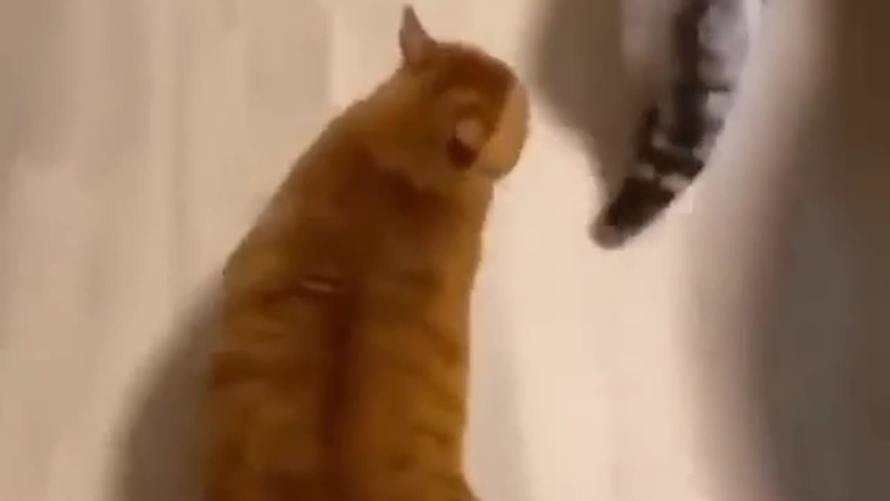 Cutest Cat Ever Jumping on the Bed 🐾✨