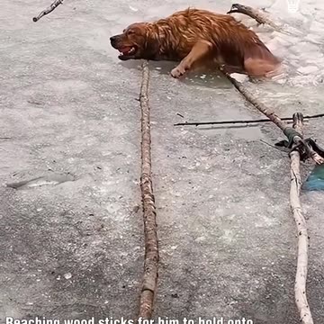 Rescuing a dog from the cold waters of a frozen lake!.hd