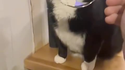 What Happens When Cats Try Human Food?