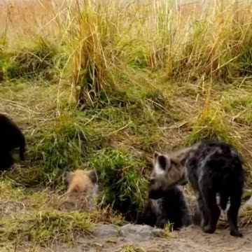 animal attack nathure 🐅🌴