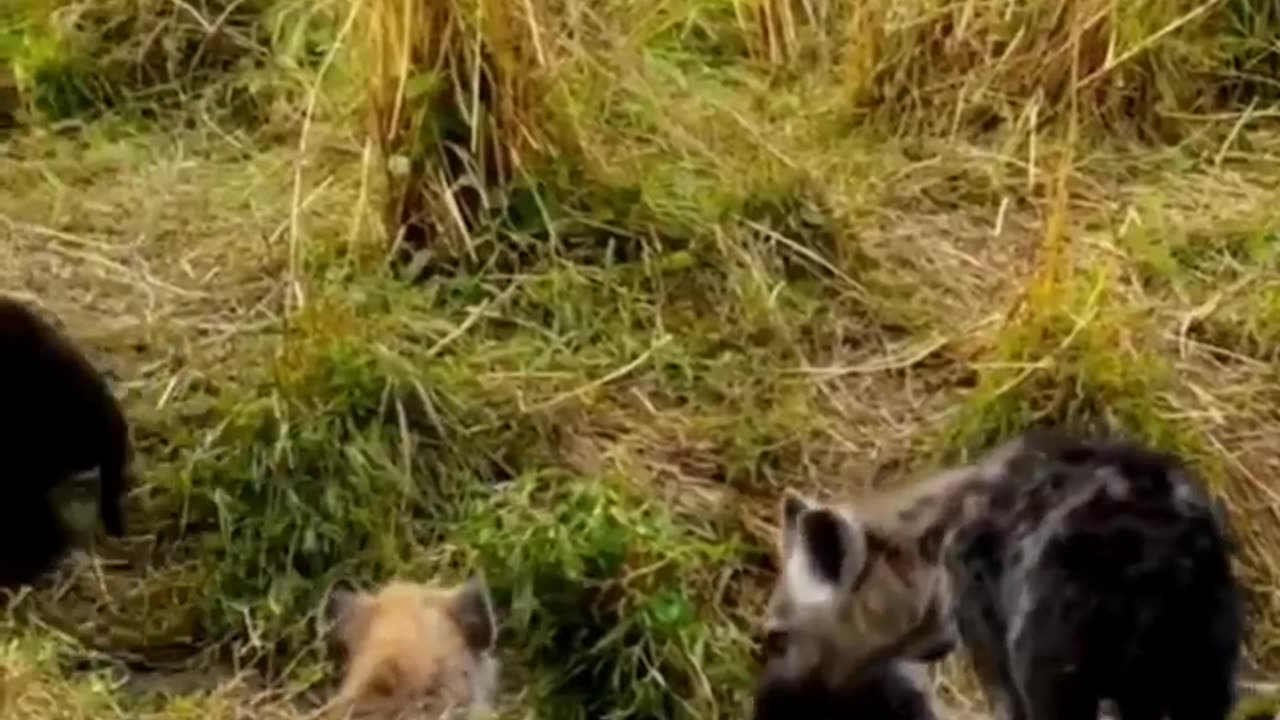 animal attack nathure 🐅🌴