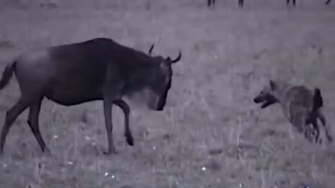 Relentless Hyena Attack 🐺 Brutal Takedown of Wildebeest! 🐃