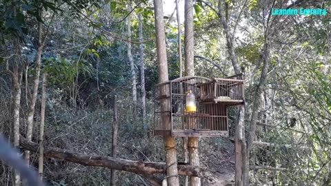Pegando pássaro trinca - ferro no alçapão - pixarro - armadilha no mato