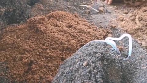 Bonsai Root Training with Adenium