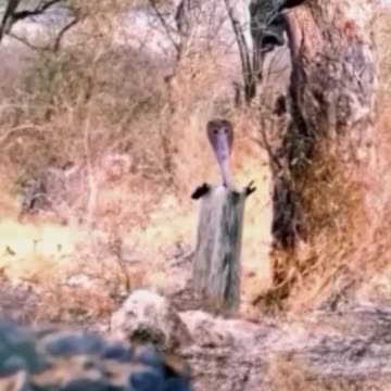 funny funny videos funny jokes funny animals funny memes funny movies funny bone