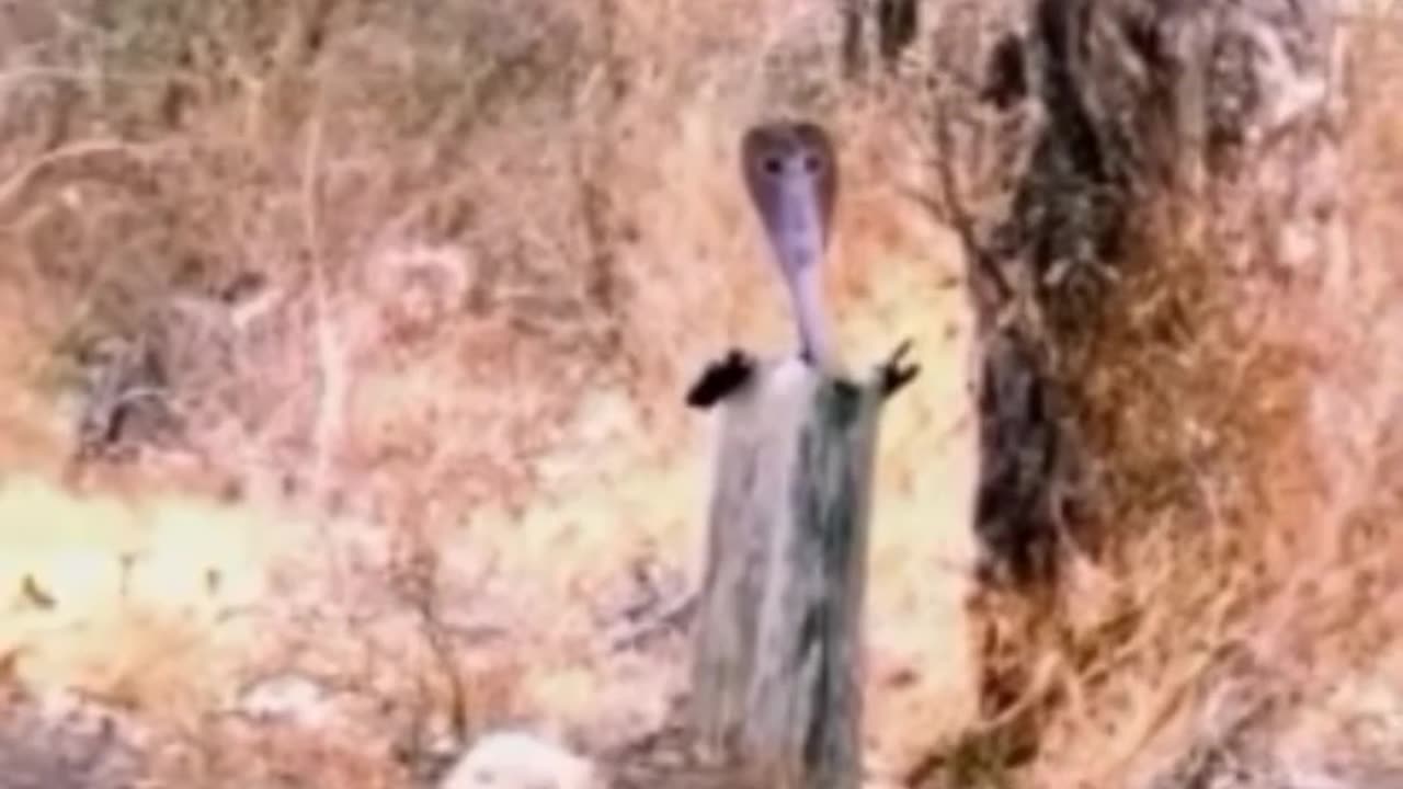 funny funny videos funny jokes funny animals funny memes funny movies funny bone