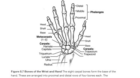 Practice identifying bones of the hand