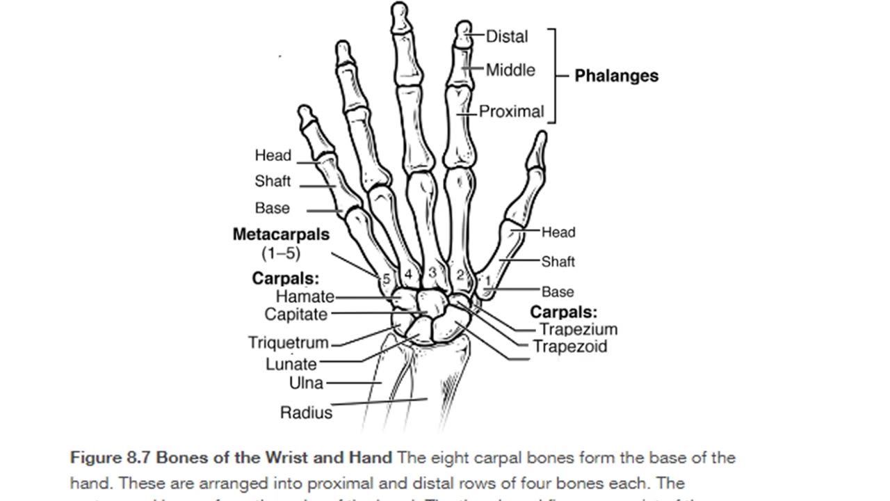 Practice identifying bones of the hand