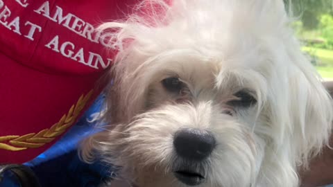Patriot Loulou news MAGA, news in Michelle Obama & Viagra, Schumer etc.
