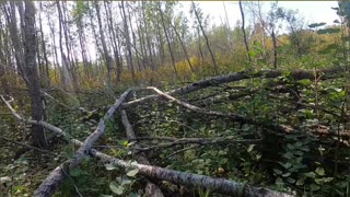 Beavers Hard at Work! Free Firewood for a Cozy Night_ #livingoffgrid #beavers