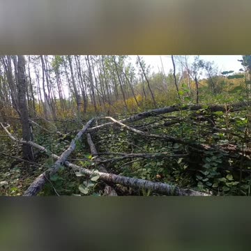 Beavers Hard at Work! Free Firewood for a Cozy Night_ #livingoffgrid #beavers