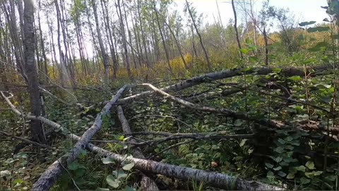 Beavers Hard at Work! Free Firewood for a Cozy Night_ #livingoffgrid #beavers