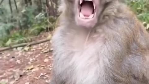 Monkey