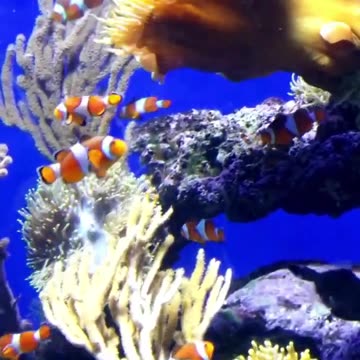 Secret Life of Coral Reefs