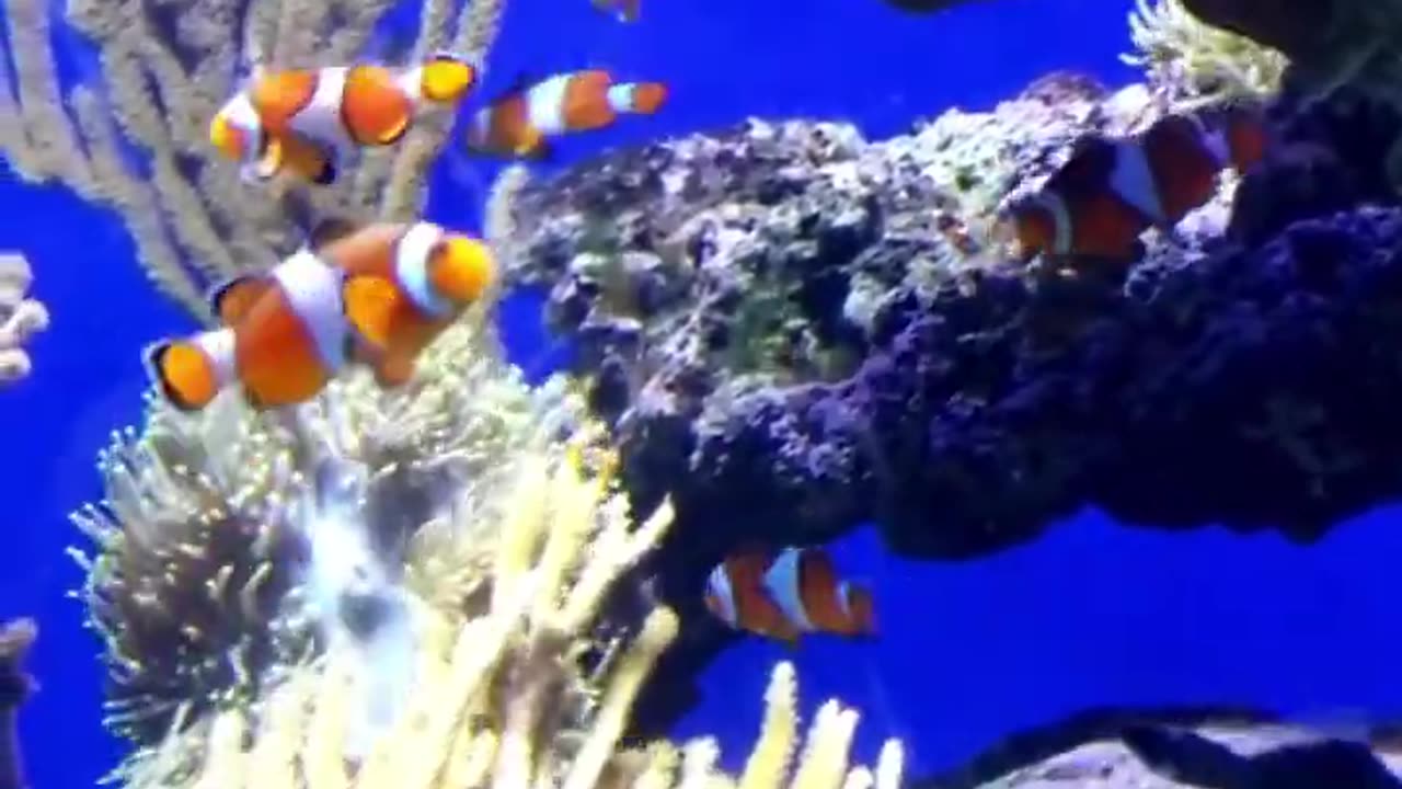 Secret Life of Coral Reefs
