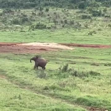 Baby elephant chasing a bird.. 😊