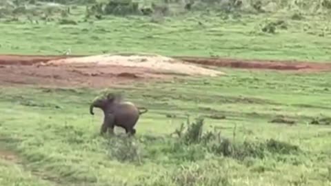 Baby elephant chasing a bird.. 😊