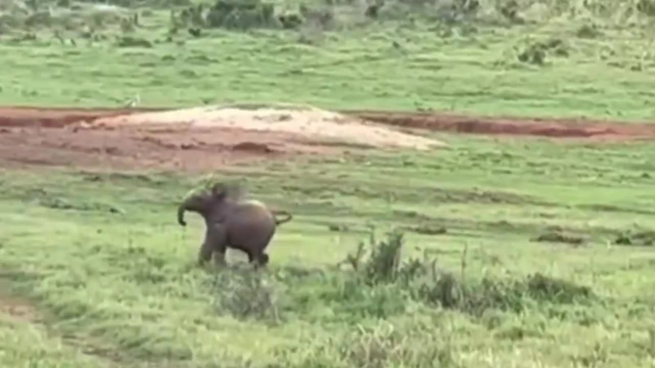 Baby elephant chasing a bird.. 😊
