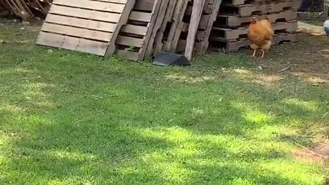 An australian shepherd & a rooster become best friends 🥹🐔