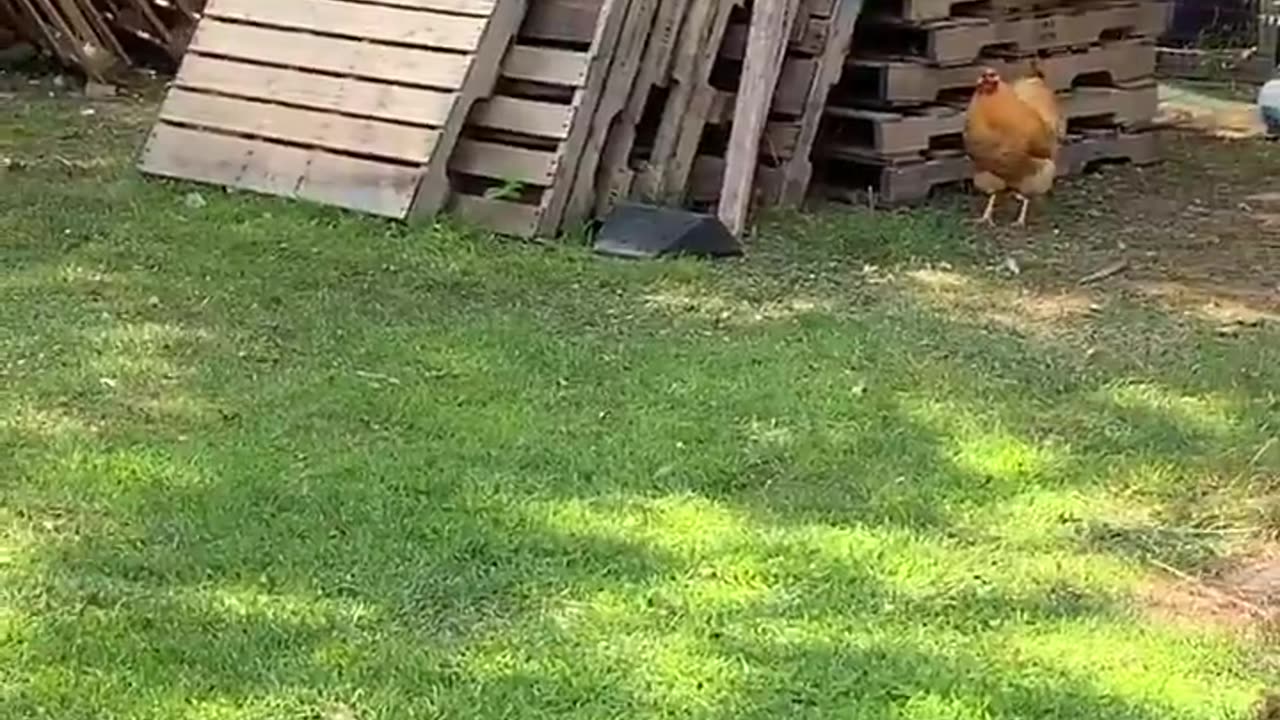 An australian shepherd & a rooster become best friends 🥹🐔