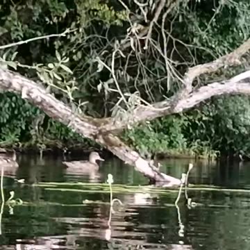 The ducks are swimming